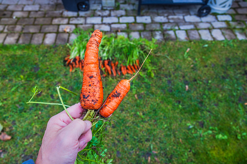 Close-up view of a person's hand holding freshly harvested carrots from the garden bed.