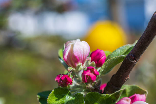 Beautiful macro view of apple blossoms on a spring day.