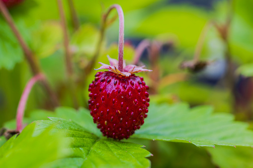 Beautiful macro view of a red strawberry berry hanging from the bush.