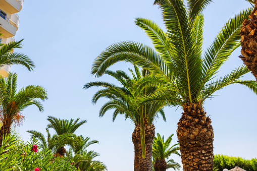 Beautiful view of palm trees on the hotel grounds against the backdrop of a blue sky.