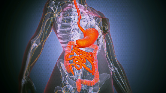 Illustration of the liver is on the woman's body, on a gray background, Hepatitis, Concept with Healthcare And Medicine