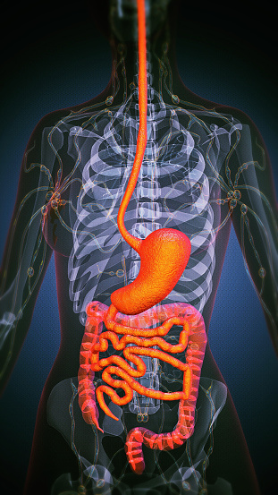 3D illustration of human stomach and intestine, internal organ. Medical 3D model. Isolated on white background.