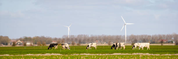 istock Cows graze in a meadow with wind turbines on the prairie 2090148304