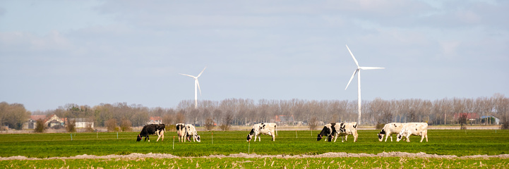 A group of cows peacefully grazing in a grassland meadow with wind turbines towering in the background, blending with the natural landscape of the ecoregion