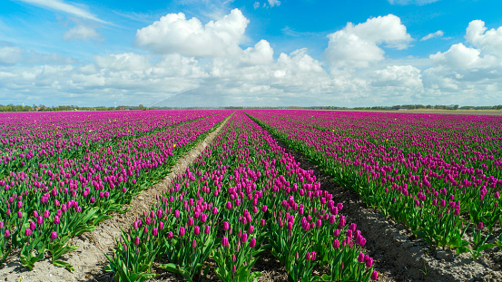 A beautiful field of pink flowers with fluffy clouds scattered in the blue sky, creating a natural landscape where people can enjoy the sight of blooming plants and colorful petals