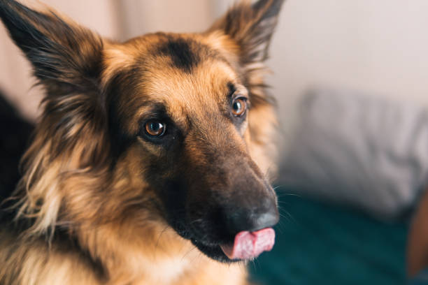 Intimate Portrait of a German Shepherd at Home