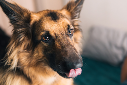 An intimate and detailed portrait of a German Shepherd dog at home, capturing its personality