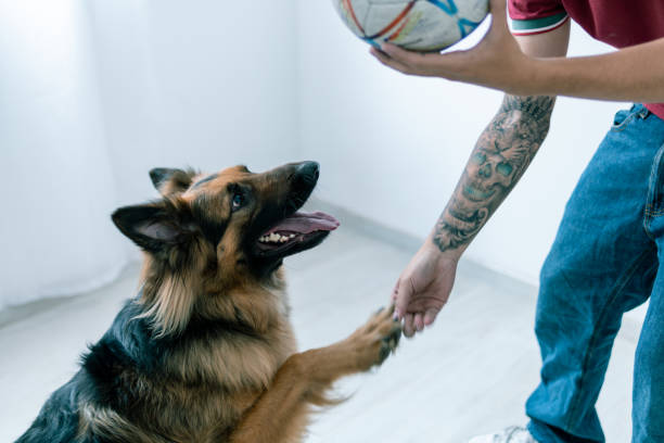 junger latino-mann spielt ball mit deutscher schäferhund - fell down stock-fotos und bilder