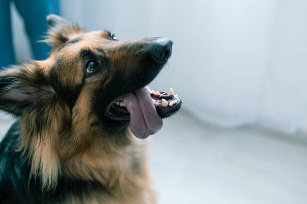 istock German Shepherd Catching Treat with Excitement 2090175782