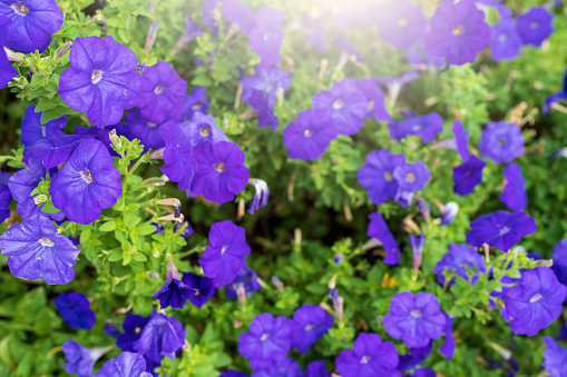 Blooming violet Petunia in the garden. Spring background.