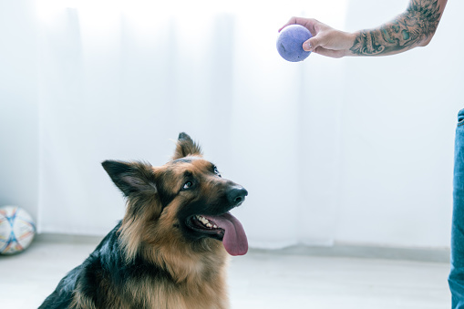 An excited German Shepherd with an open mouth looking at a ball, ready to play