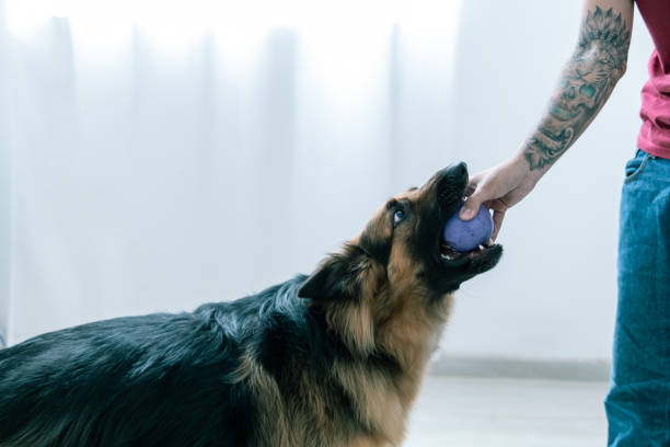 liebevoller deutscher schäferhund leckt ball in der hand des besitzers - fell down stock-fotos und bilder