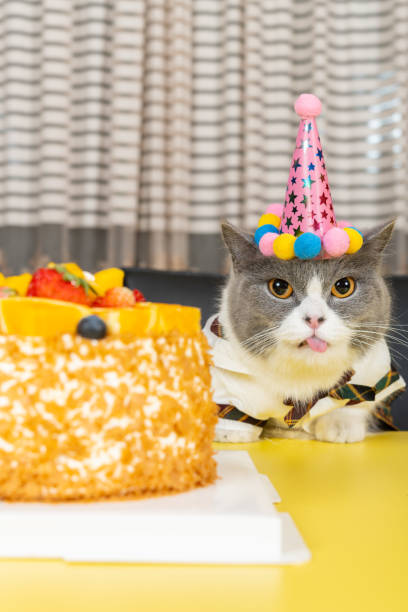 istock cute british shorthair cat celebrating her birthday vertical composition 2090205695