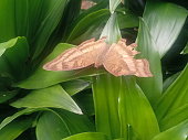 Butterfly with injured wings on a leaf