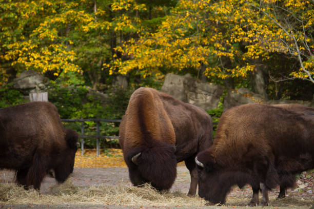 Two fighting Wisents (also called European Bisons Bison bonasus) in the area of Bialowieza National Park, directly at the border between Poland and Belarus. \n\nThe Białowieza Forest straddles the border of the two countries and is a UNESCO World Heritage Site.