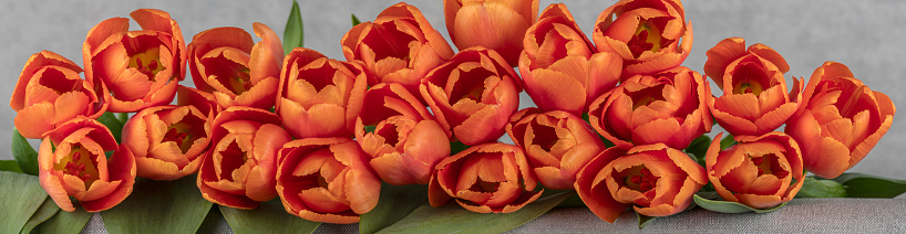 Vibrant Bouquet of Tulips Isolated on WhitePLEASE CLICK ON THE IMAGE BELOW TO SEE MY EASTER PORTFOLIO: