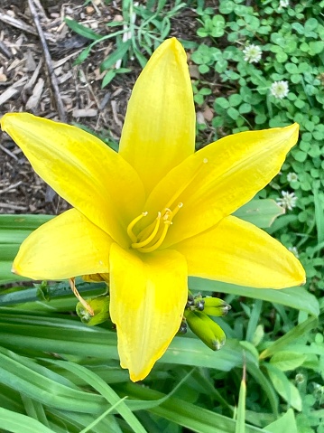 Bright yellow flower showing full bloom even though it’s cloudy