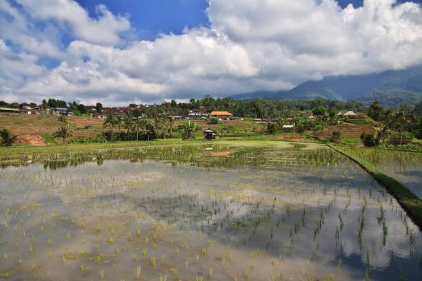 istock The rice terraces on Bali, Indonesia 2090334856
