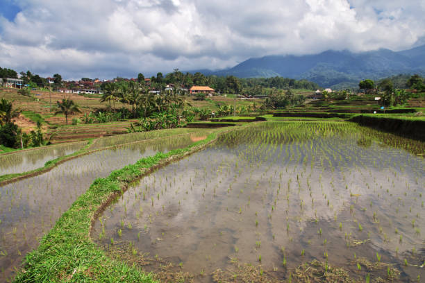 istock The rice terraces on Bali, Indonesia 2090334881