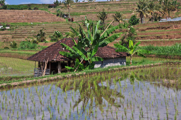 The rice terraces on Bali, Indonesia