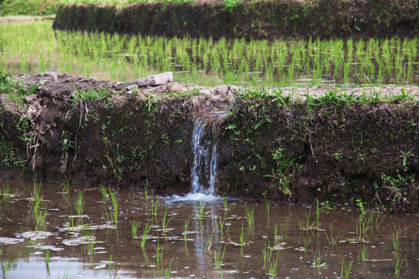 The rice terraces on Bali, Indonesia