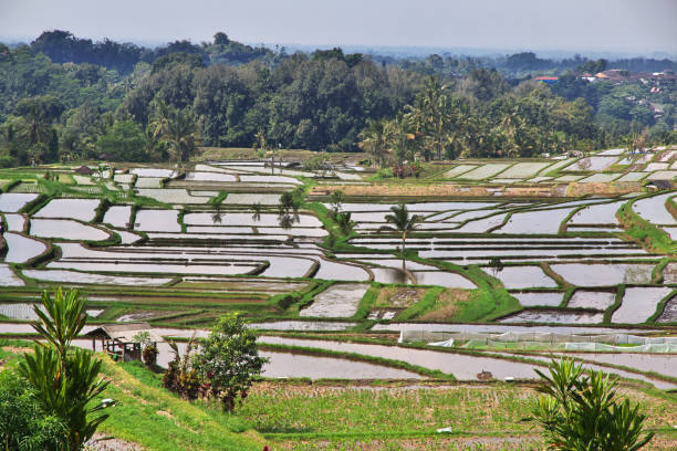 istock The rice terraces on Bali, Indonesia 2090334938