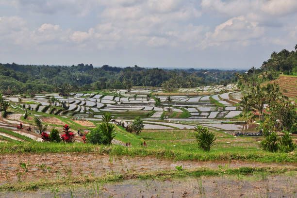 istock The rice terraces on Bali, Indonesia 2090334940