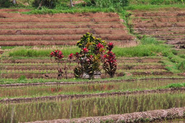 The rice terraces on Bali, Indonesia