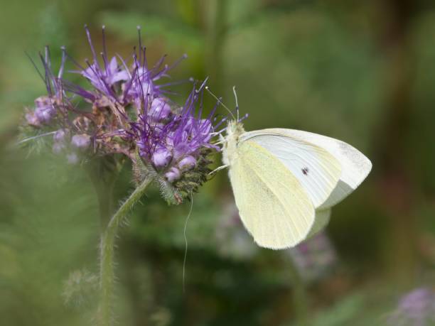 istock White butterfly on purple flower 2090340751