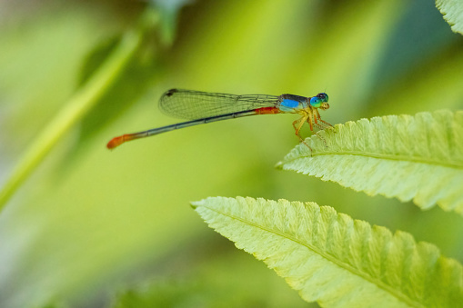 Damselfly is sitting on green leaves. Damselflies are flying insects of the suborder Zygoptera in the order Odonata. They are similar to dragonflies but are smaller and have slimmer bodies.