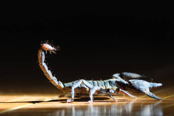 istock Scorpion raises its tail ready to fight. 2090379376