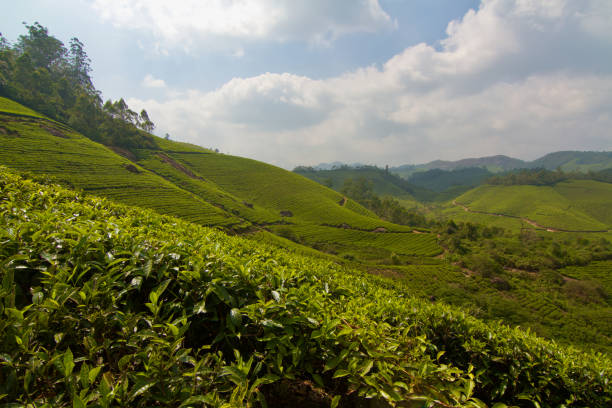 istock Tea plantation in Munnar, India 2090398964