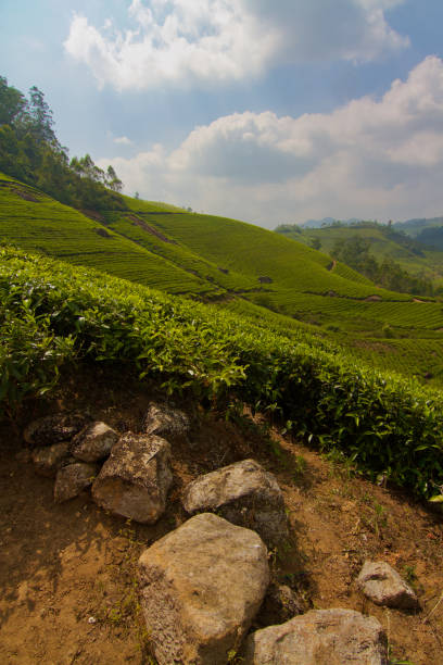 istock Tea plantation in Munnar, India 2090399483