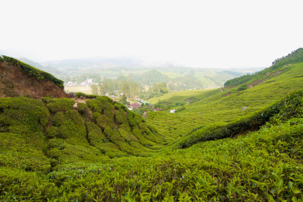 View of the beautiful tea plantation hills of Munnar, India