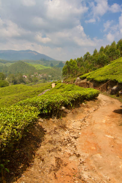 istock Tea plantation in Munnar, India 2090399510
