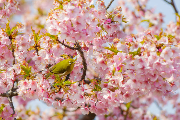 istock A full-bloomed  Kawazu cherry blossom tree with a 
