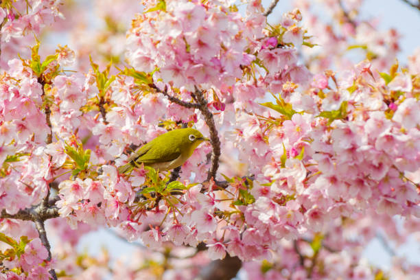 istock A full-bloomed  Kawazu cherry blossom tree with a 