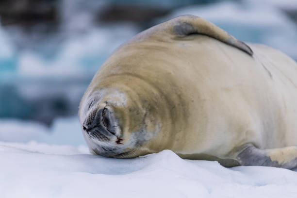 istock Crabeater Seal resting on a sheet of ice 2090418683
