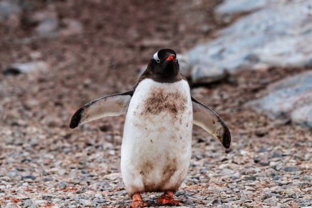 istock Gentoo Penguin colony on Cuverville island 2090418721