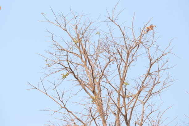 A telephoto shot of dry trees against a clear sky.