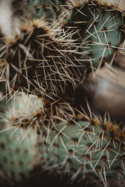 Thorns on cactus leaves