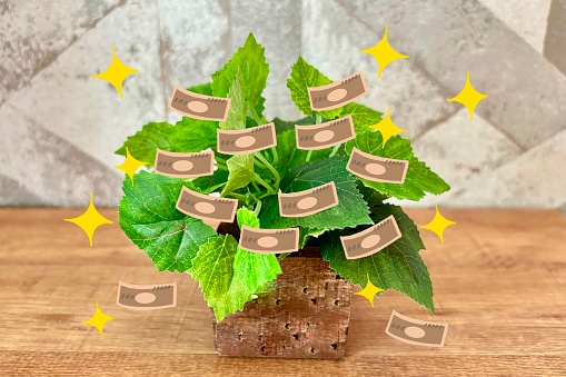 Money tree and investment image