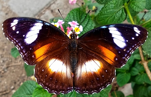 Beautiful colorful butterfly at small leaf in outdoor garden.