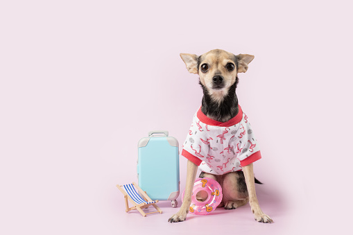 Vacationing dog, summer clothes and suitcase, deck chair, pink background, travel pet