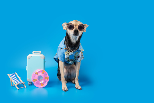 Pet travel, dog in summer clothes with a suitcase and a deck chair on a blue background, vacation vibes, beach holiday, canine tourism