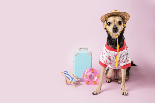 Pet tourism, dog in summer outfit with luggage and sun lounger, Summer journey with a toy terrier, pink background