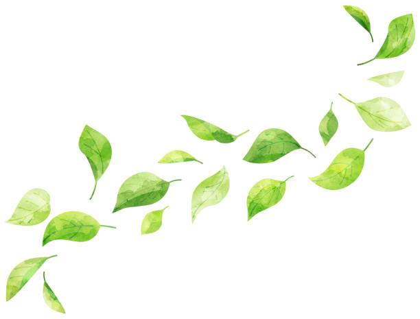 istock Illustration of leaves blowing in the wind processed in watercolor style 2090512706