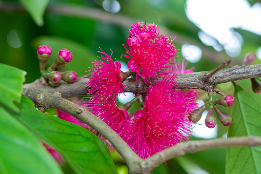 Apel Melayu, jambu bol (Syzygium Malaccense)