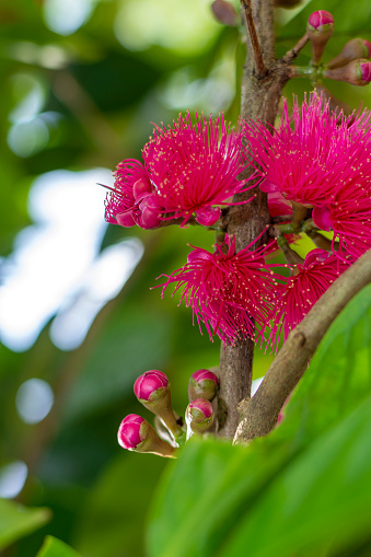 Apel Melayu, jambu bol (Syzygium Malaccense)