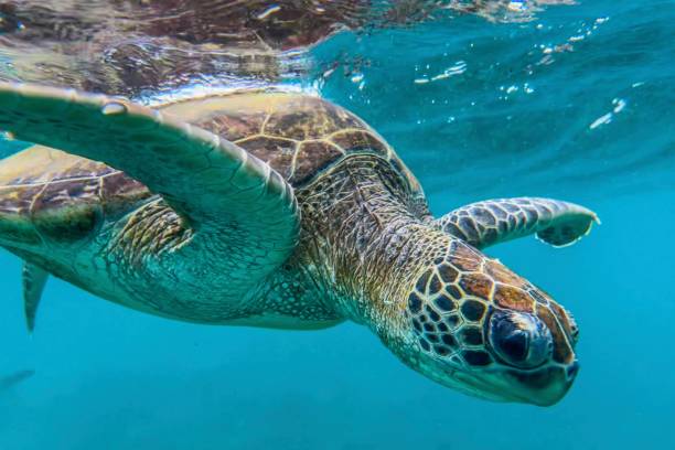 Close-up of a turtle under water